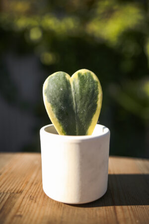 Hoya Kerri Variegata