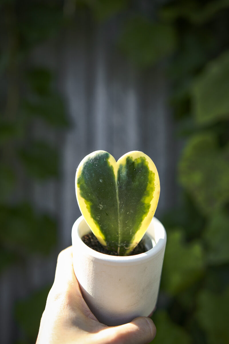 Hoya Kerri Variegata