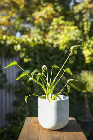 Alocasia Tiny Dancer