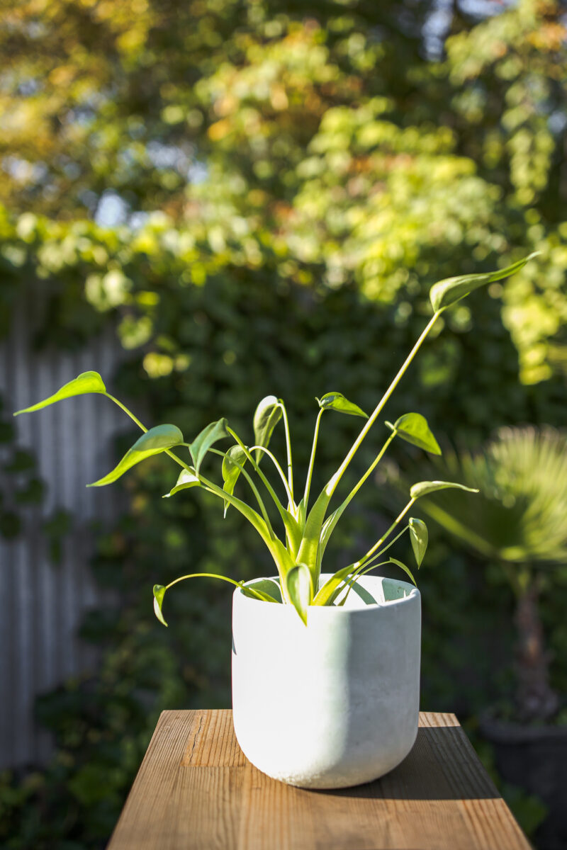 Alocasia Tiny Dancer Alocasia Tiny Dancer