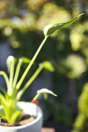 Alocasia Tiny Dancer