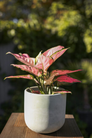 Aglaonema ‘Pink Jili’