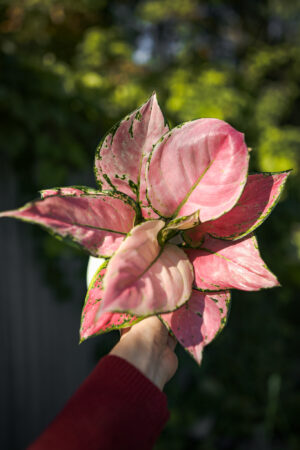Aglaonema ‘Pink Jili’