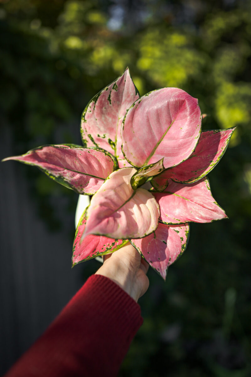 Aglaonema ‘Pink Jili’