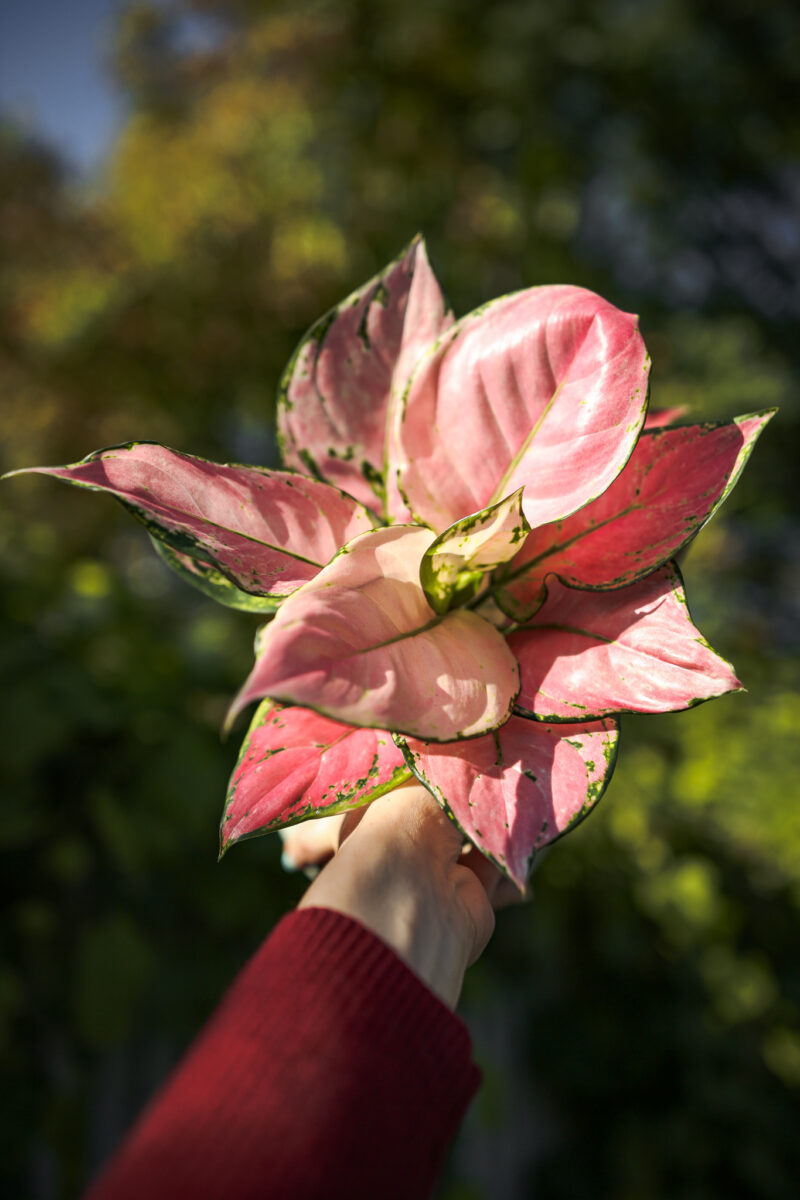 Aglaonema ‘Pink Jili’