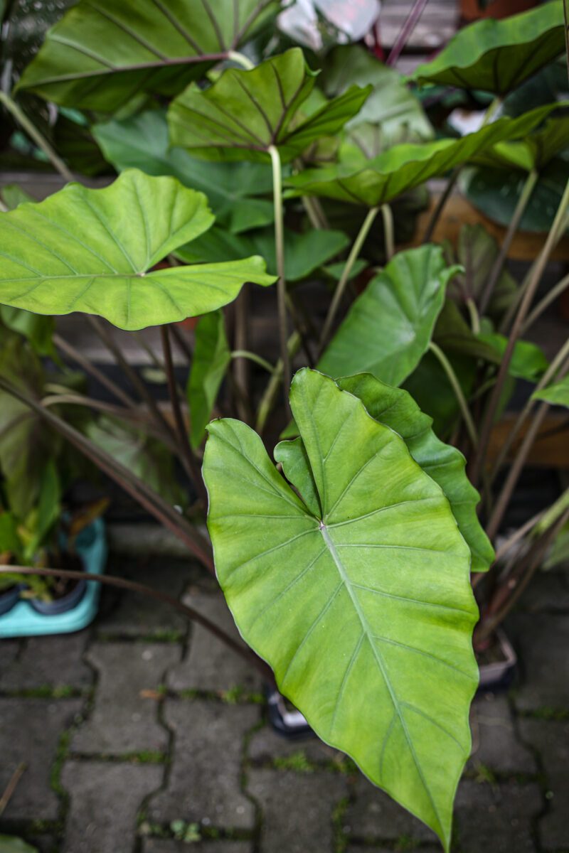 Alocasia Sumo