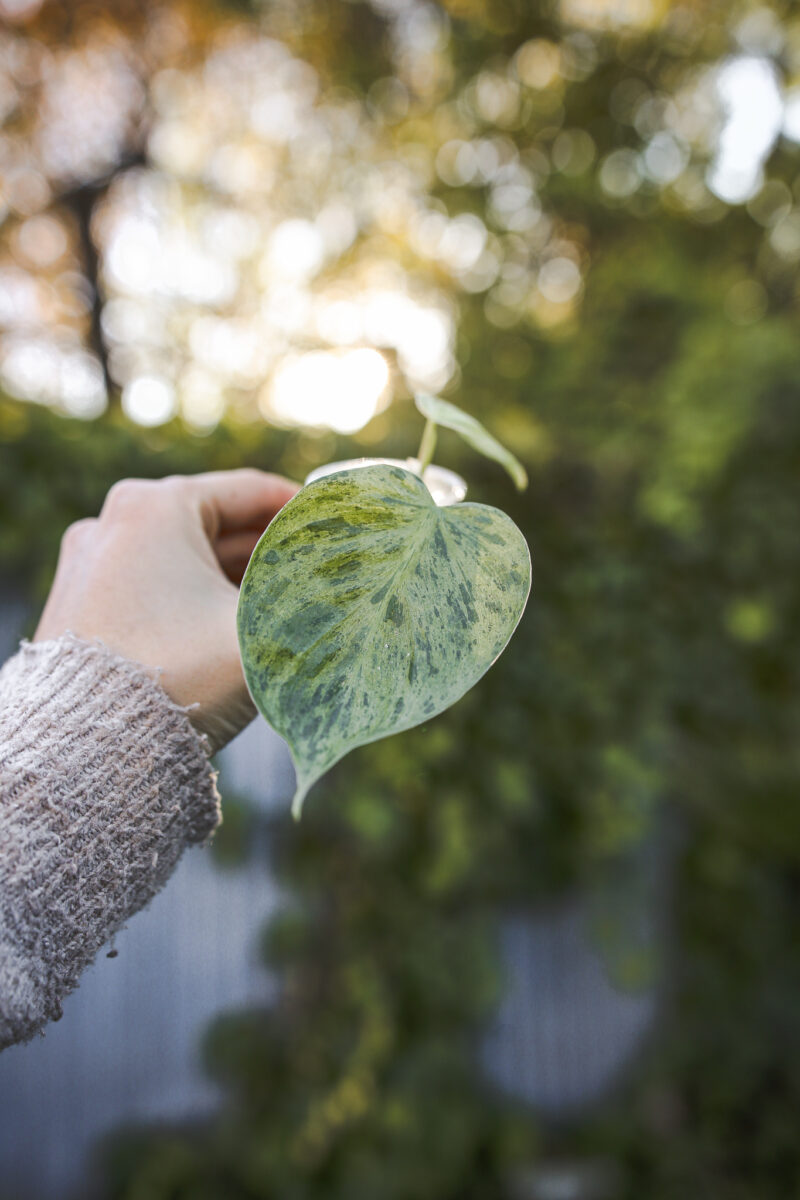 Philodendron Hederaceum Variegata