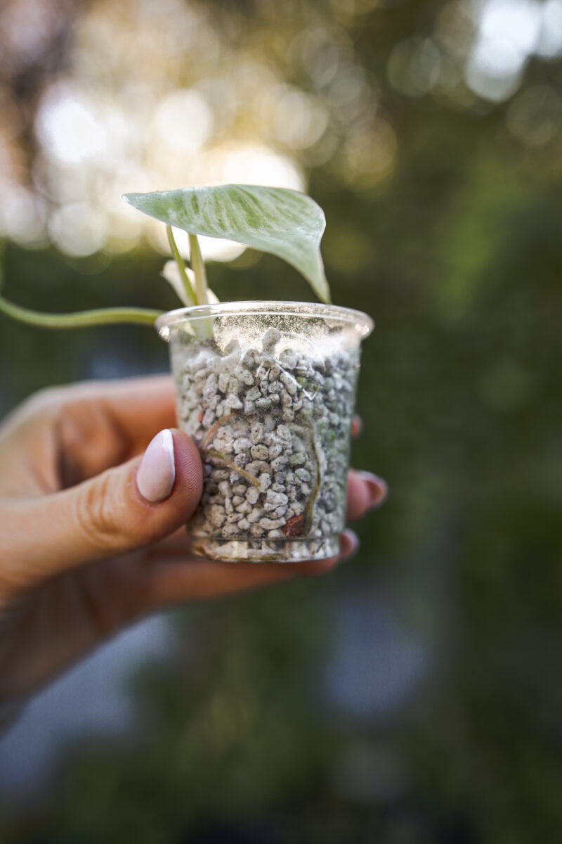 Philodendron Hederaceum Variegata