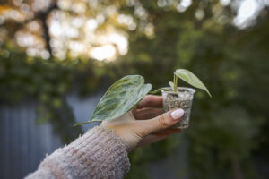 Philodendron Hederaceum Variegata