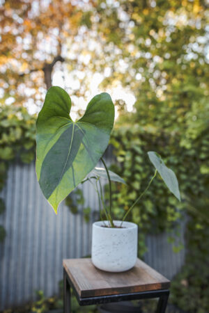 Anthurium Macdanielii AFF