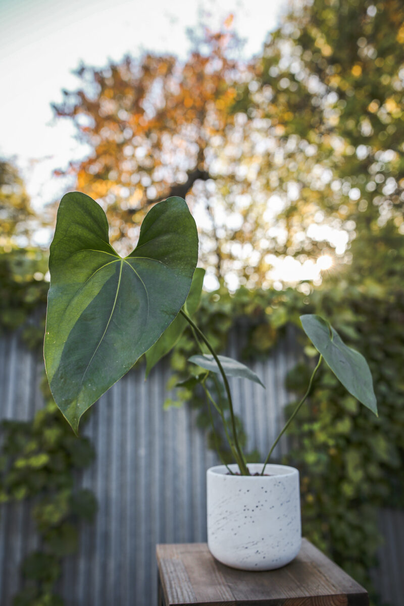 Anthurium Macdanielii AFF