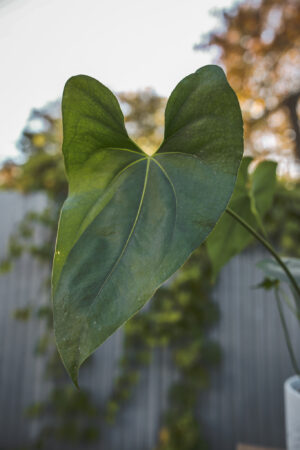 Anthurium Macdanielii AFF