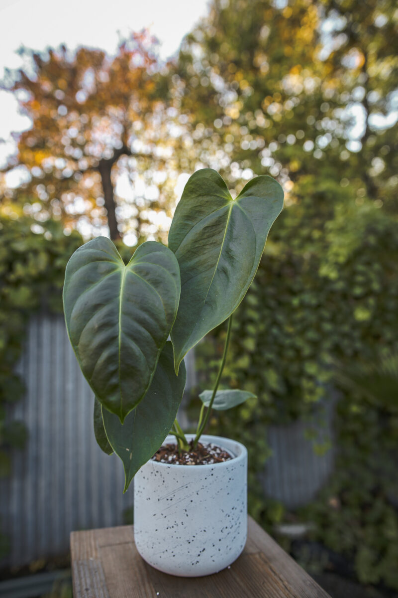 Anthurium Esmeraldense