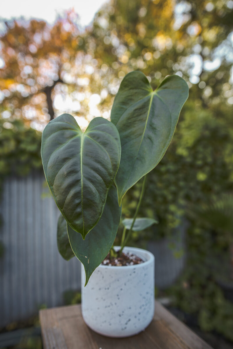 Anthurium Esmeraldense