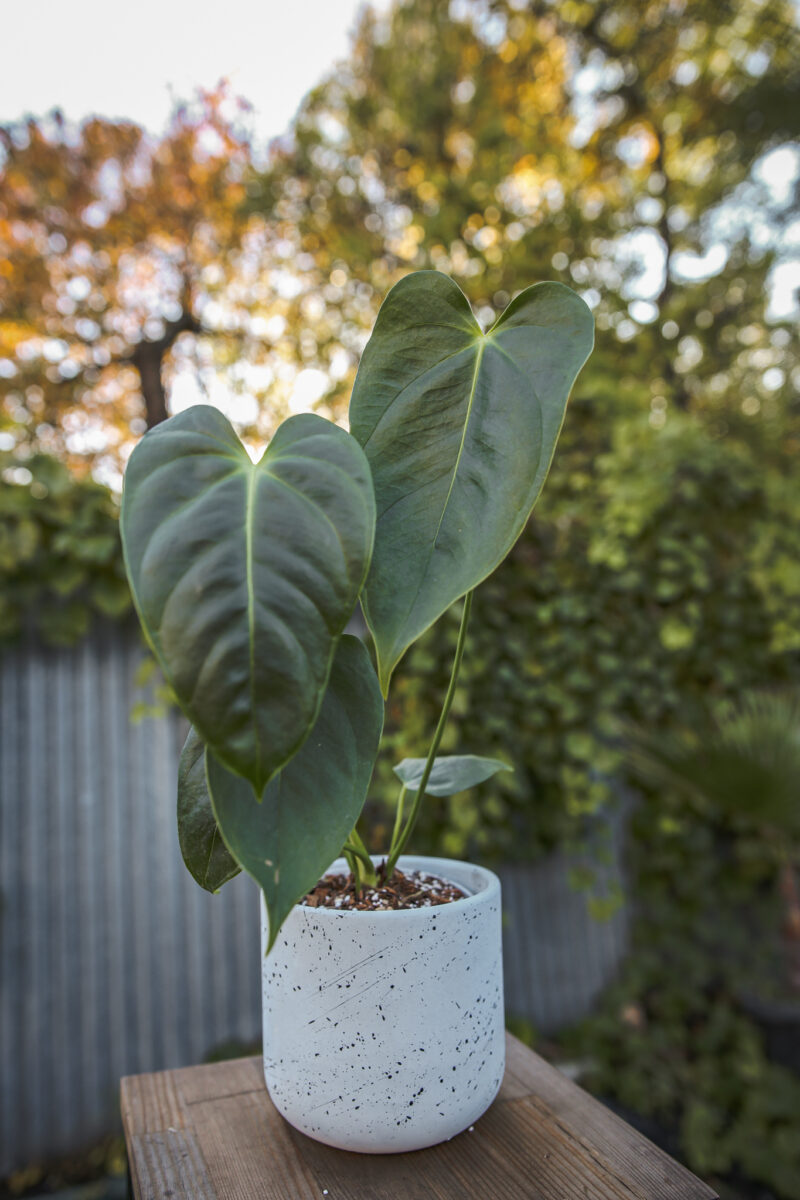 Anthurium Esmeraldense