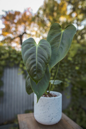 Anthurium Esmeraldense