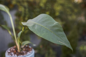 Anthurium Scolopendrium