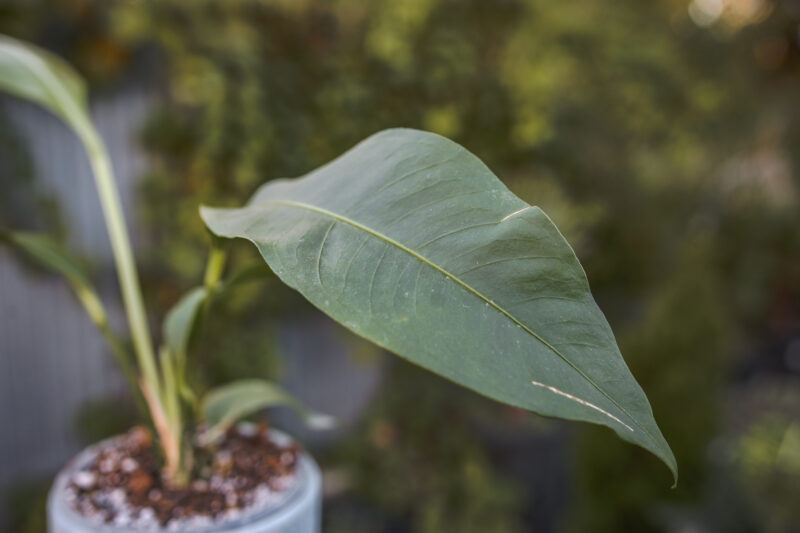 Anthurium Scolopendrium