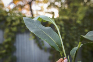 Anthurium Scolopendrium