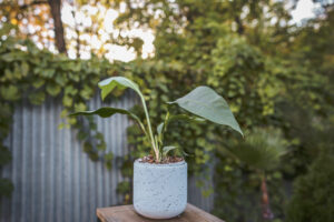 Anthurium Scolopendrium