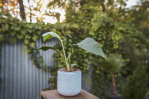 Anthurium Scolopendrium