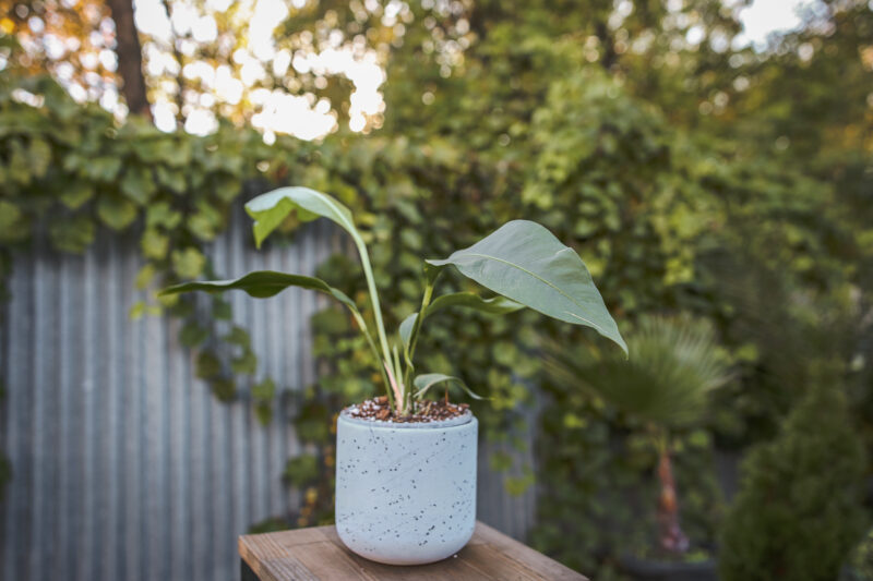 Anthurium Scolopendrium Anthurium Scolopendrium