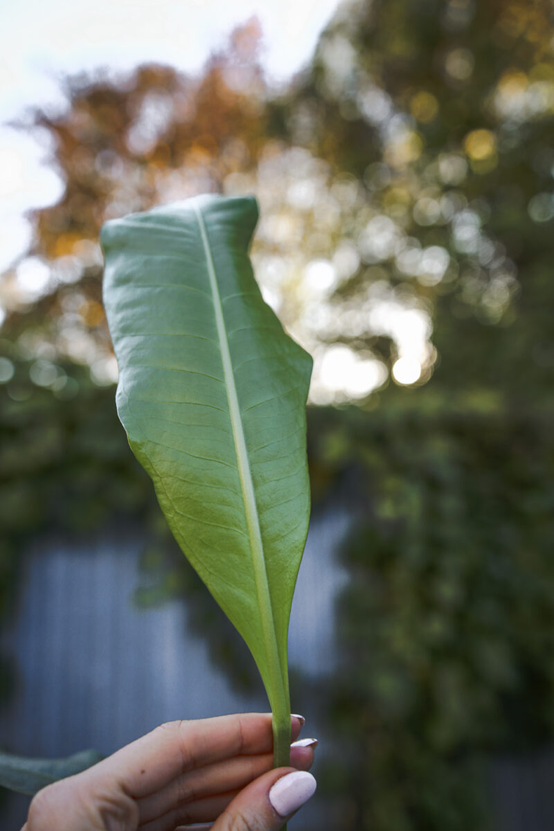 Anthurium Scolopendrium