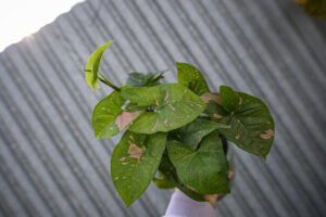 Syngonium Pink Splash