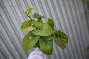Syngonium Pink Splash