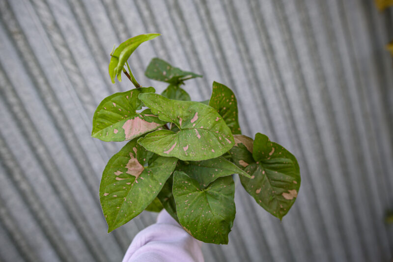 Syngonium Pink Splash