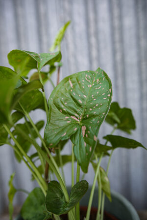 Syngonium Pink Splash