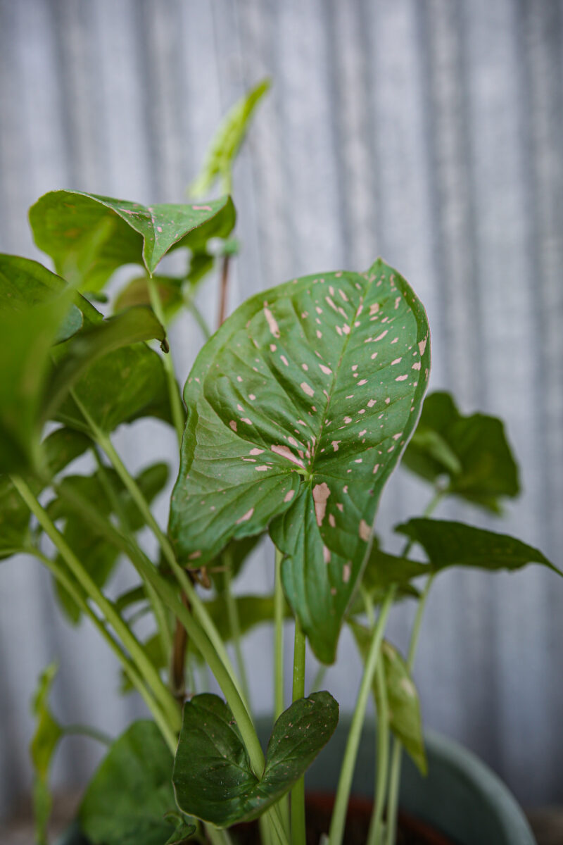 Syngonium Pink Splash