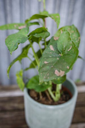 Syngonium Pink Splash