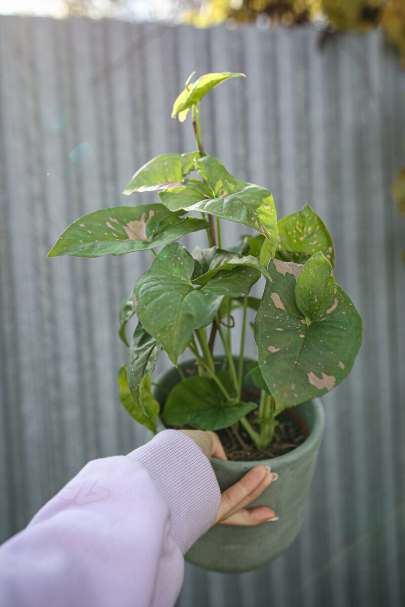 Syngonium Pink Splash