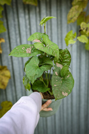 Syngonium Pink Splash