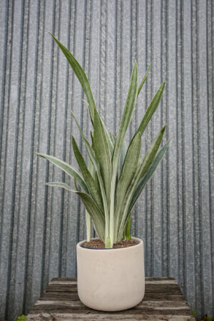 Sansewieria metallica ‘SIAM SILVER’