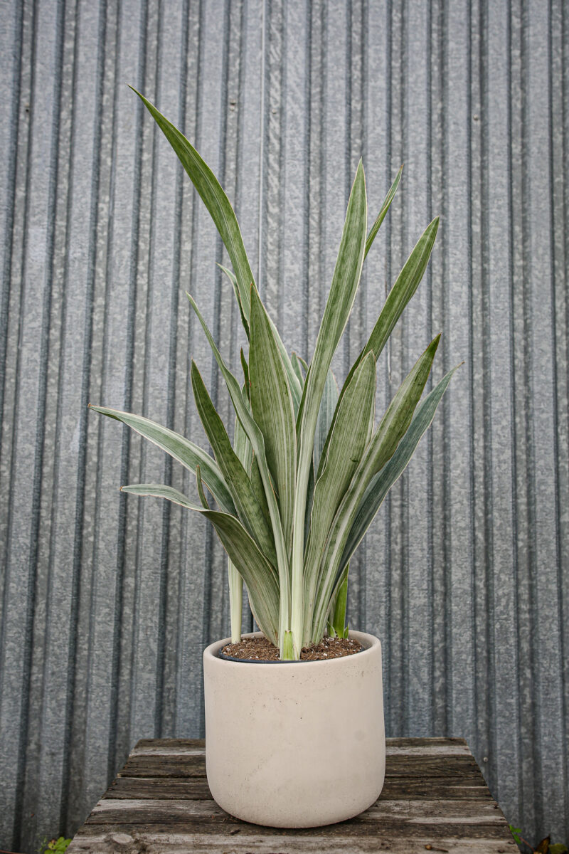 Sansewieria metallica ‘SIAM SILVER’ Sansewieria metallica ‘SIAM SILVER’