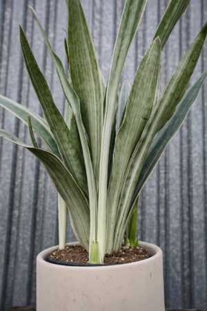 Sansewieria metallica ‘SIAM SILVER’