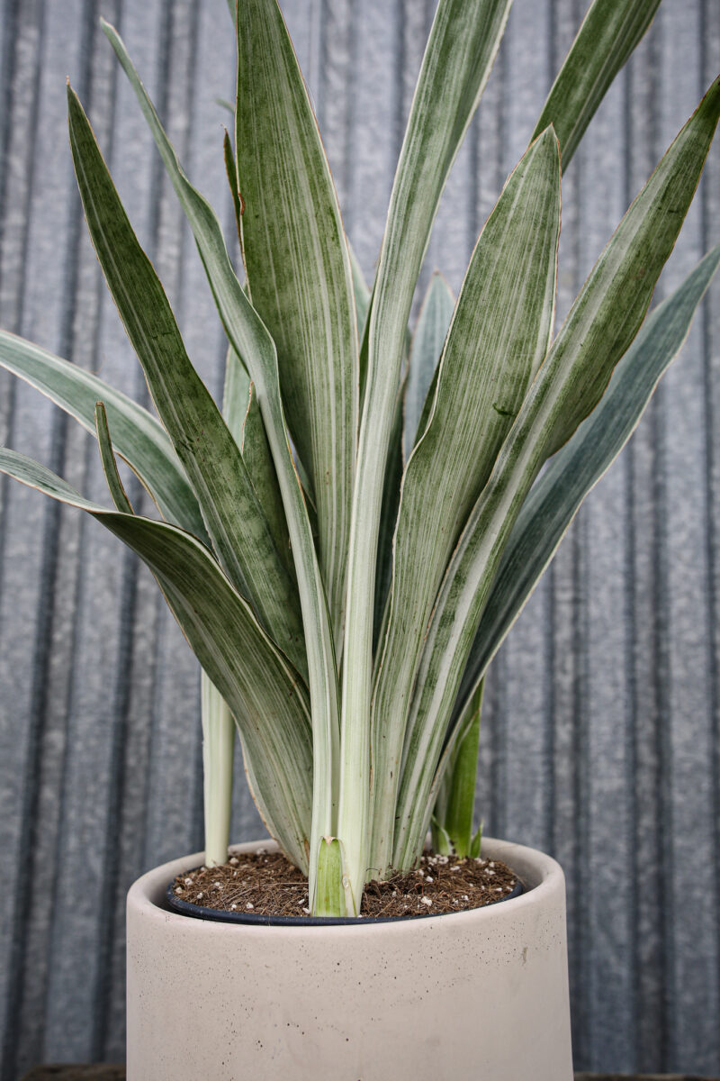 Sansewieria metallica ‘SIAM SILVER’