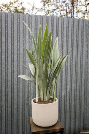 Sansewieria metallica ‘SIAM SILVER’