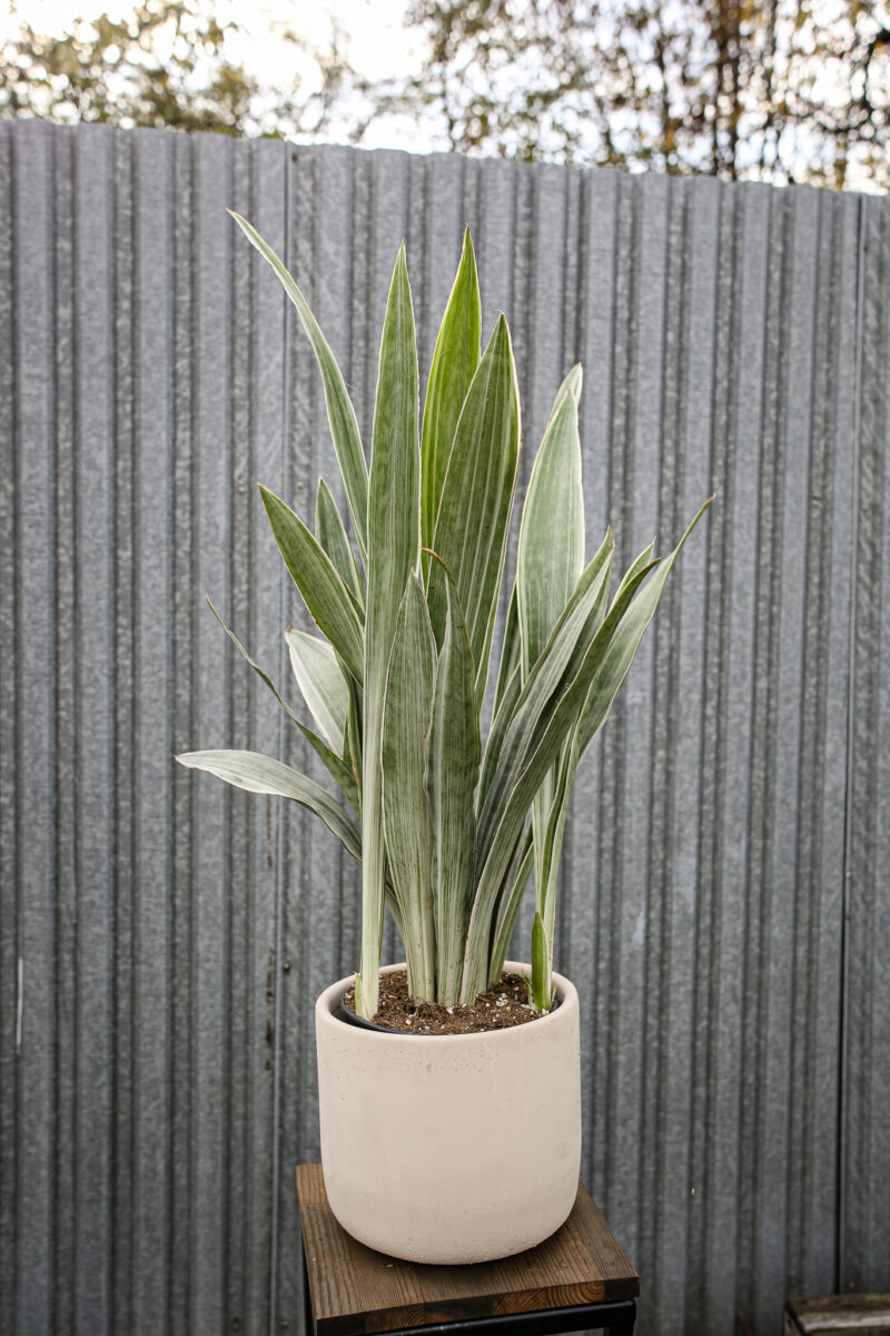 Sansewieria metallica ‘SIAM SILVER’