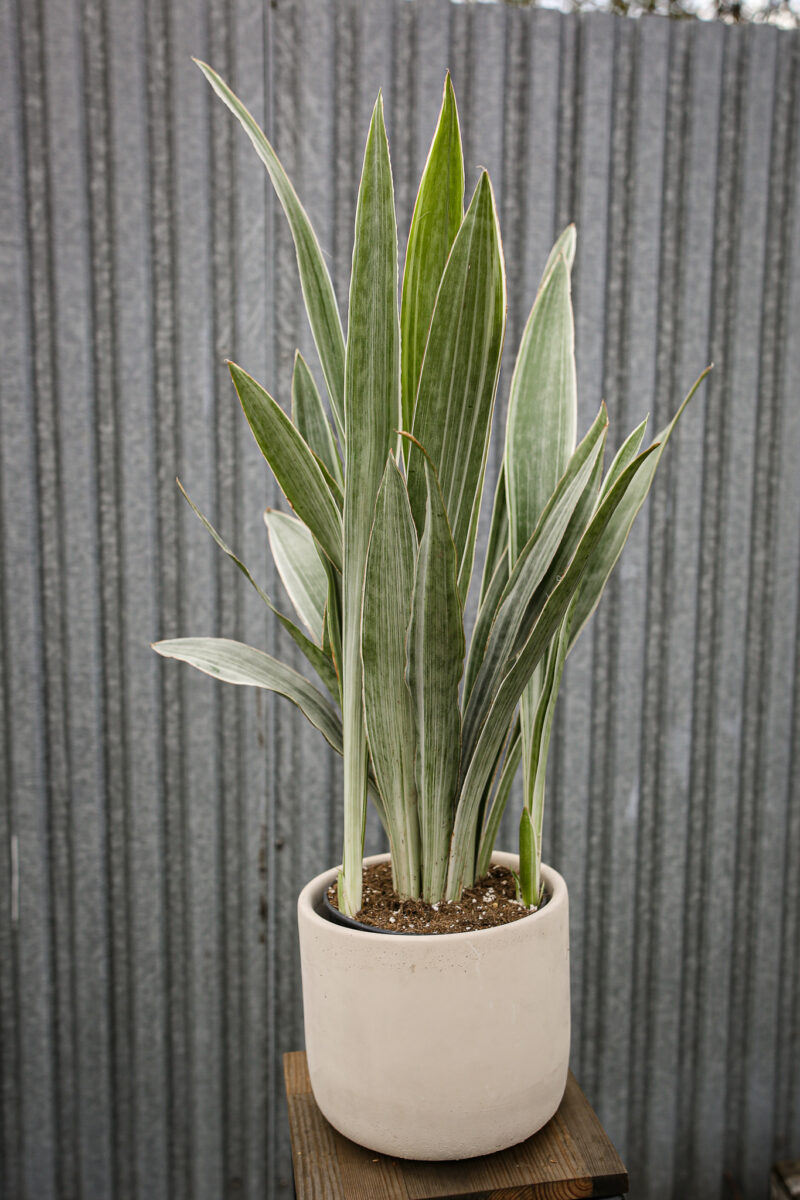 Sansewieria metallica ‘SIAM SILVER’
