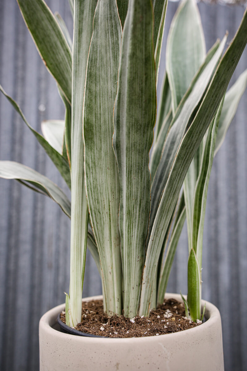 Sansewieria metallica ‘SIAM SILVER’