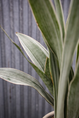 Sansewieria metallica ‘SIAM SILVER’
