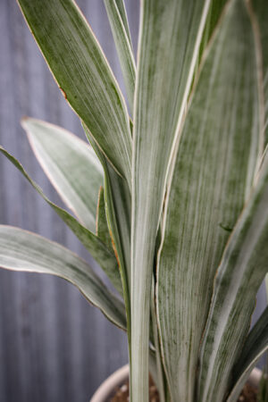 Sansewieria metallica ‘SIAM SILVER’