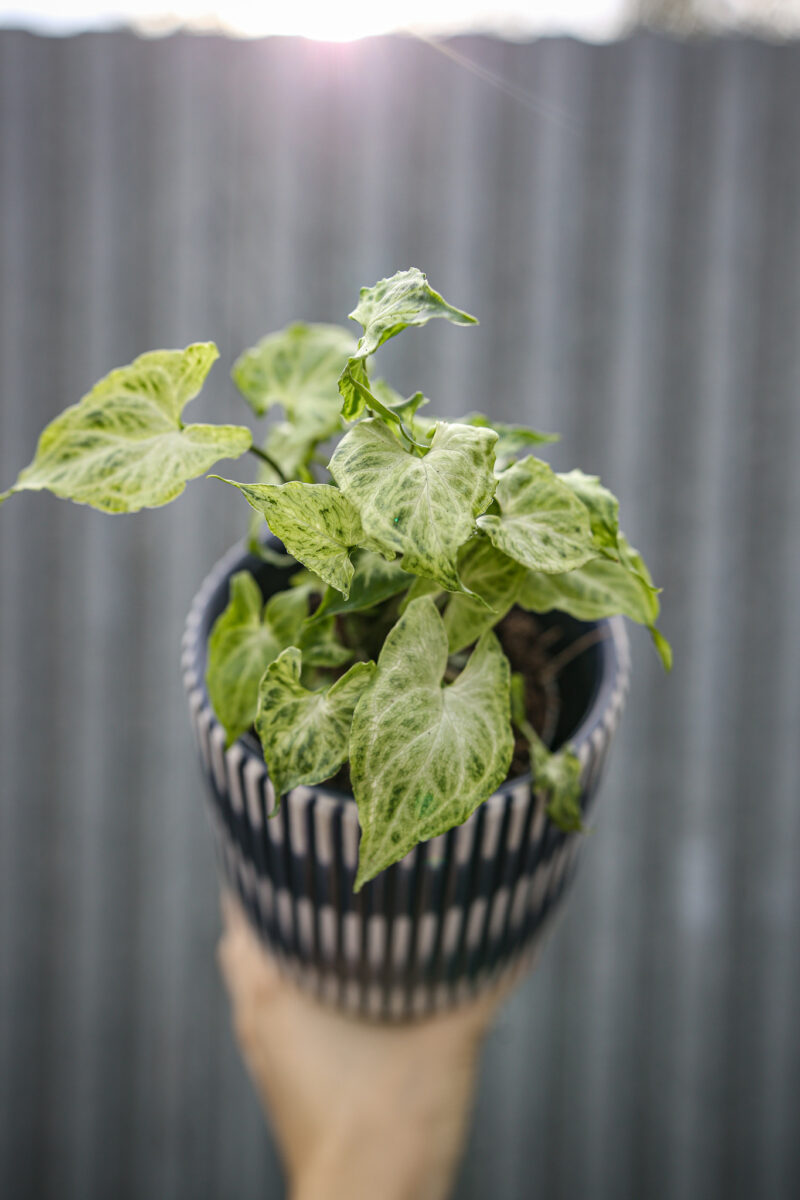 Syngonium Batic Syngonium Batic