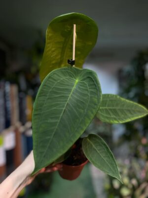 Anthurium Peltigerum