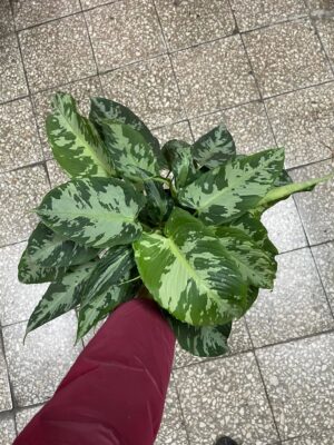 Schismatoglottis pusilla