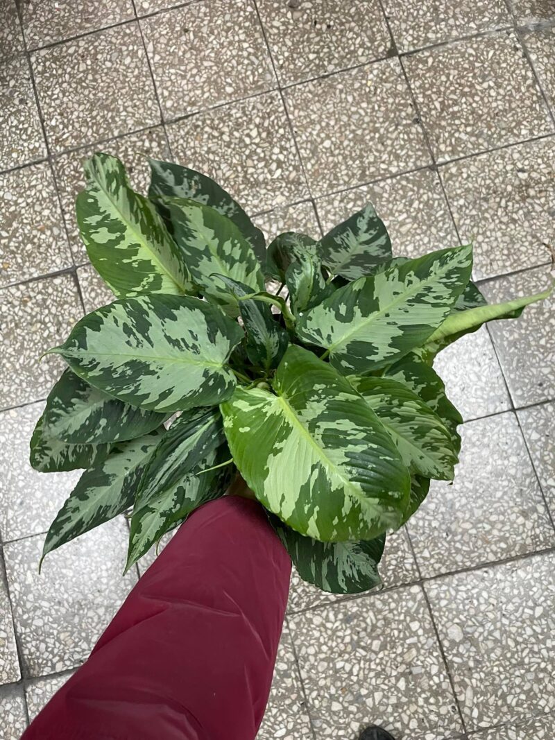 Schismatoglottis pusilla