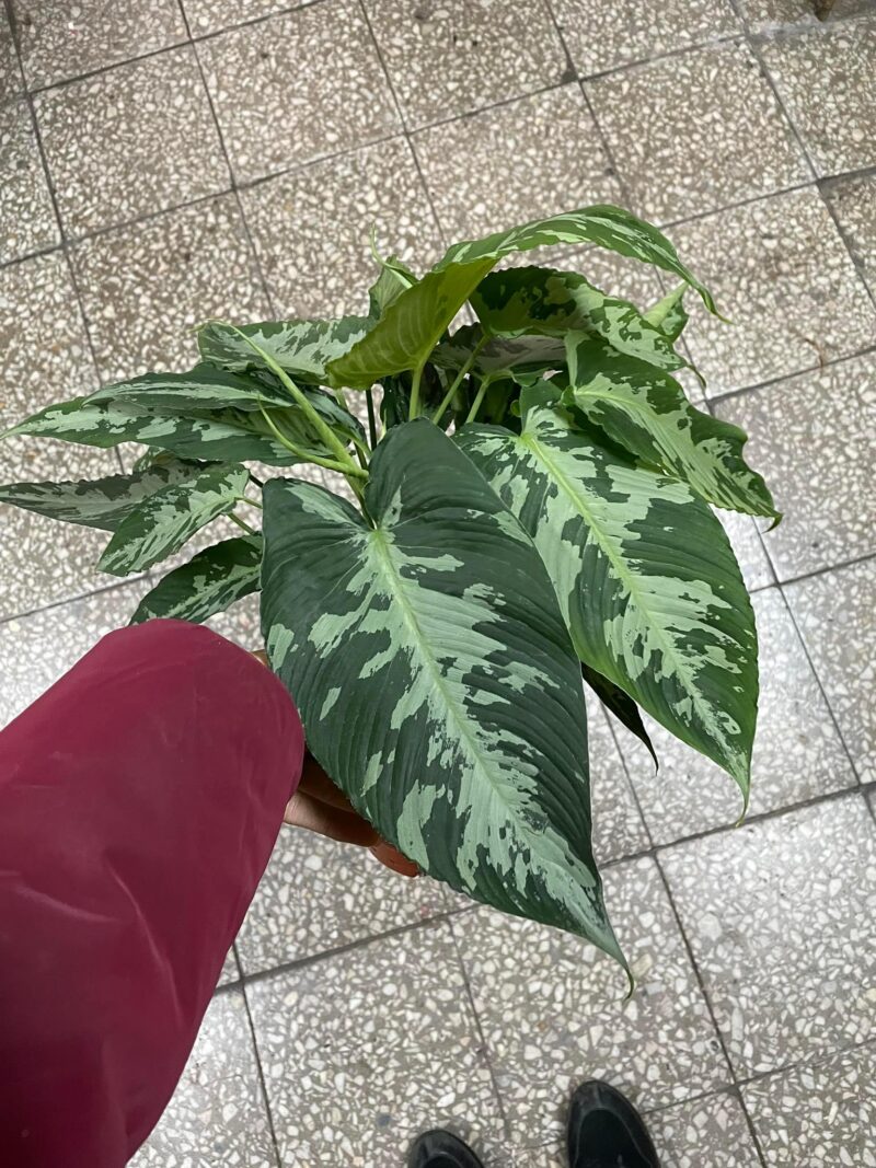 Schismatoglottis pusilla